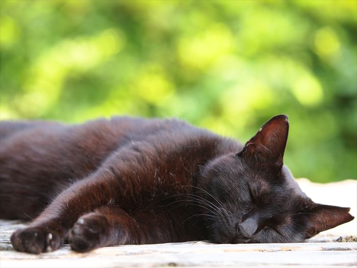 眠るさくらねこ