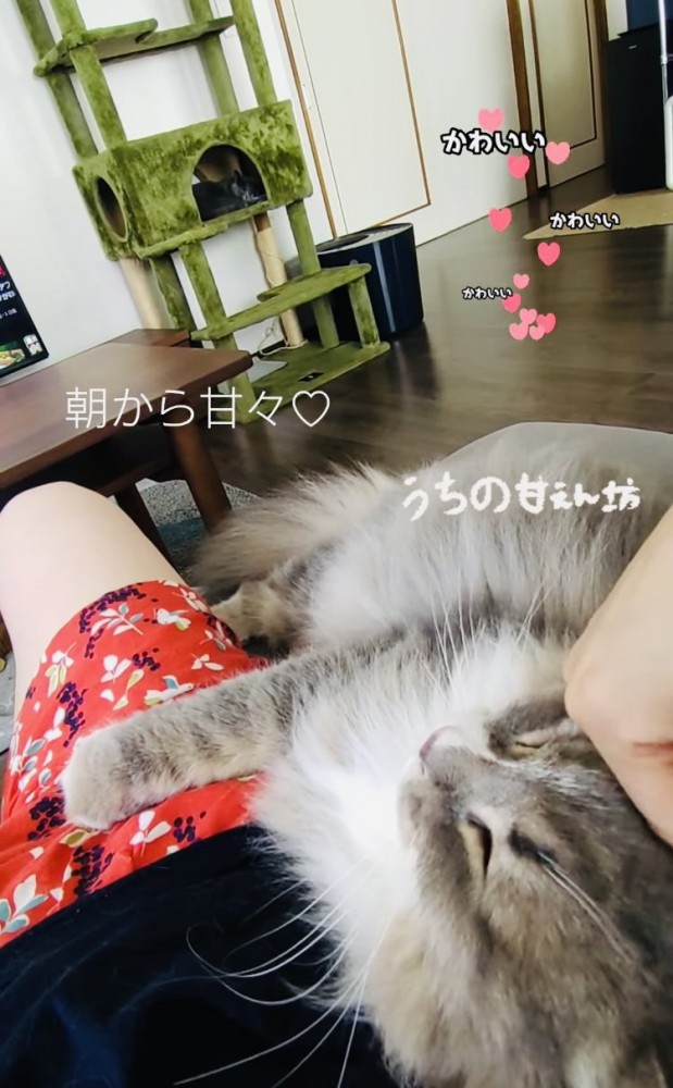 飼い主さんに抱っこされるサイベリアン