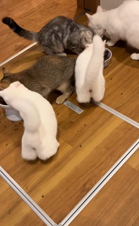 ご飯を食べる6匹の猫