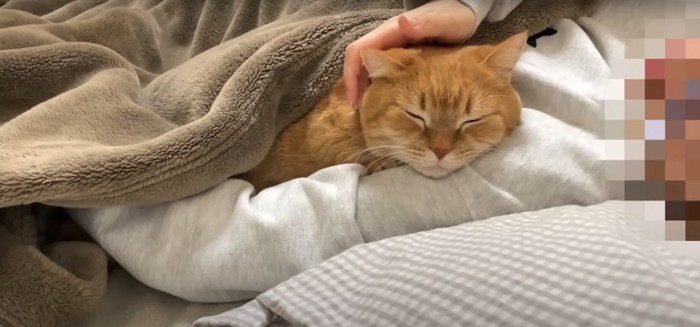 飼い主に腕枕されている茶色のマンチカン