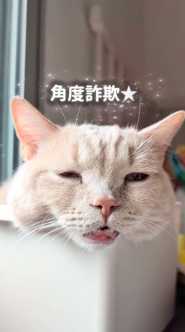 角度を変えながら撮影される口と目が半開きの猫
