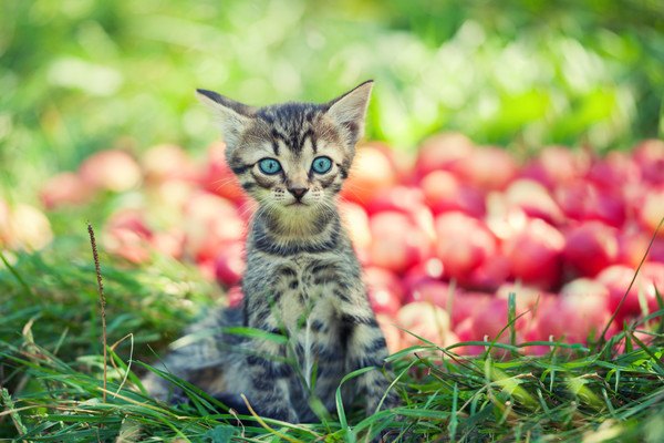 赤い実と子猫