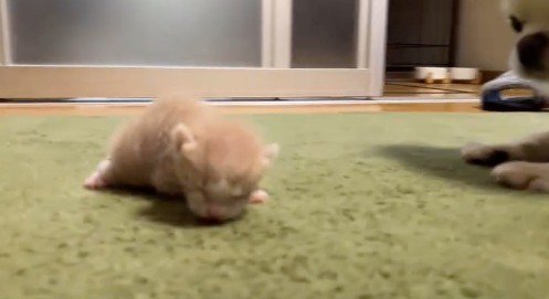 カーペットを這う子猫と、子猫を見守る犬