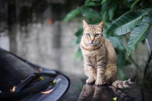 車のボンネットに登る猫