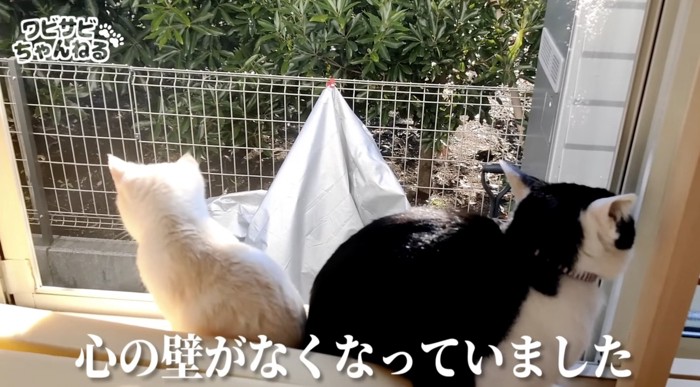 仲良くなった猫たち