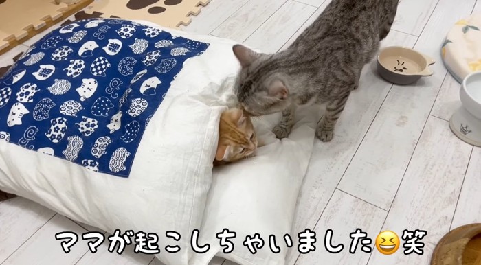 毛繕いする母猫