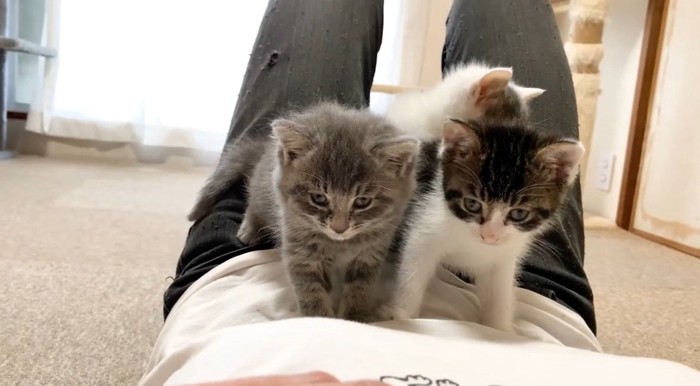 飼い主のお腹の上に乗る子猫達