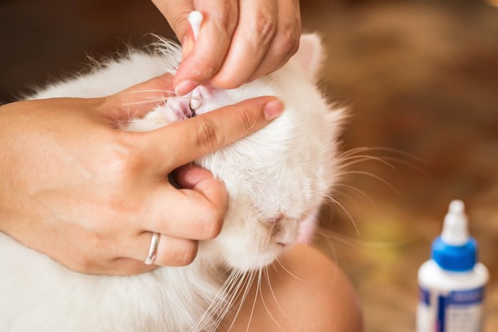 耳掃除をされている猫