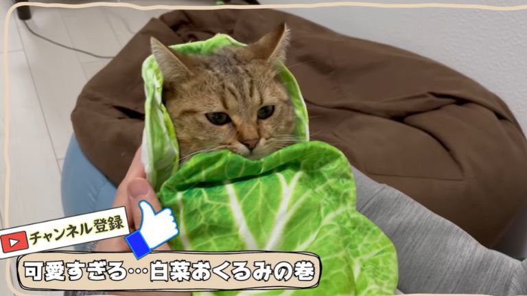 白菜のおくるみに包まれている子猫