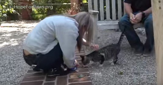 食べる猫