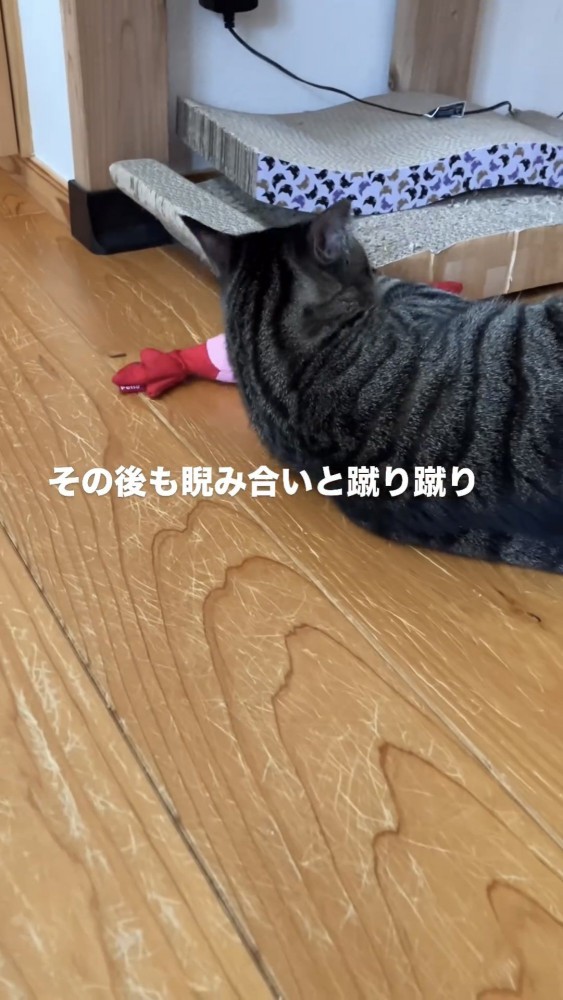 ぬいぐるみで遊ぶ猫