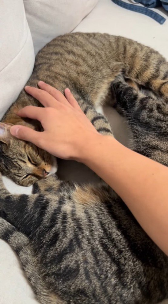 お互いの腹を前足で揉む猫と、猫たちを撫でる飼い主の手
