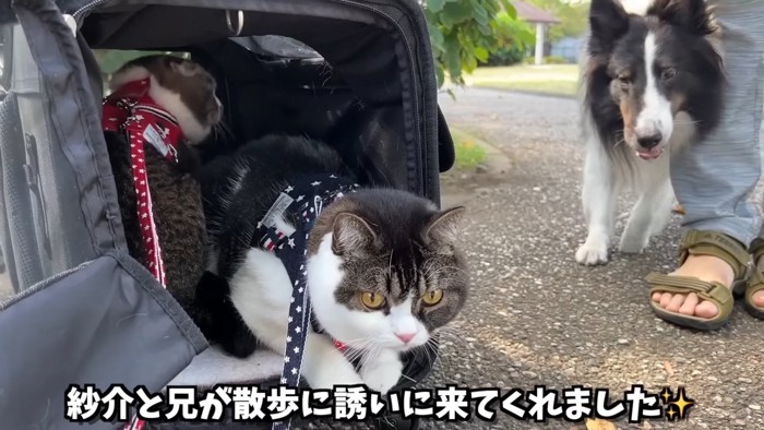 キャリーのなかんいる猫と隣に立つ犬