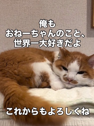 丸くなる猫