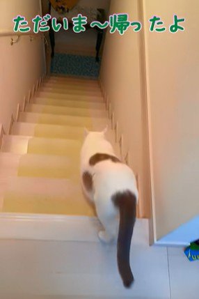 階段の上にいる猫