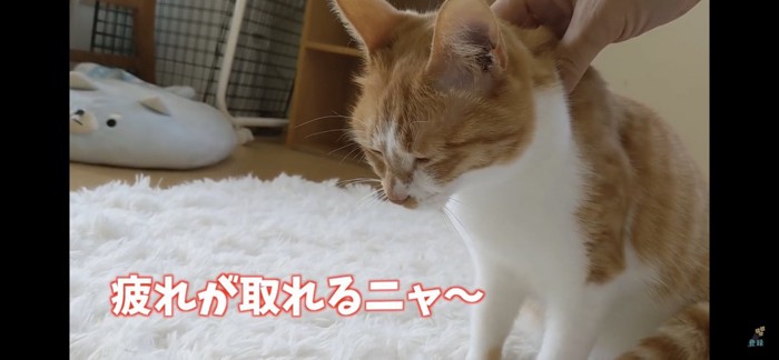 マッサージされる猫