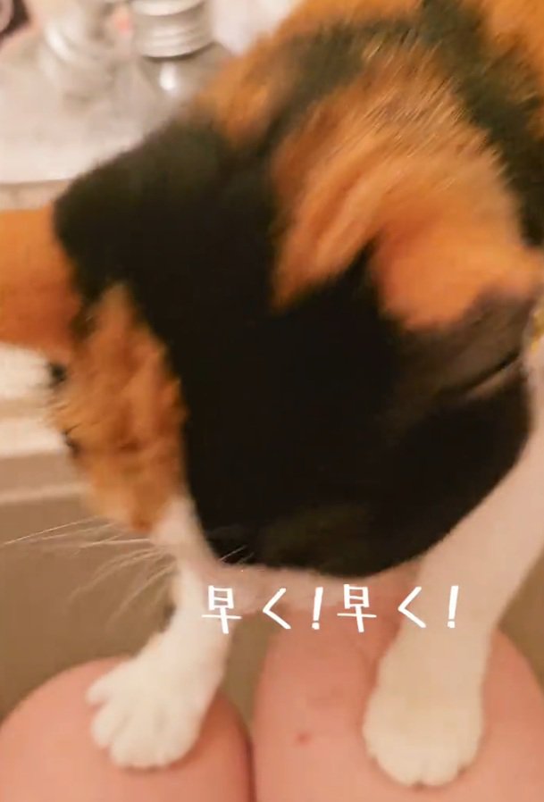 急かすマオマオちゃん