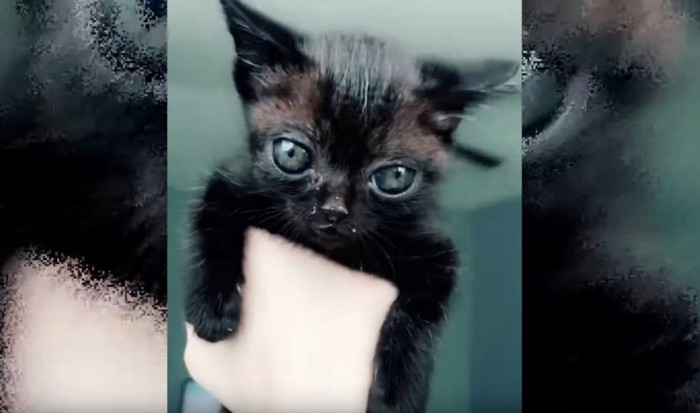 抱っこされる黒い子猫