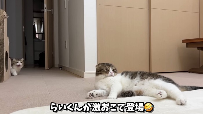 寝そべる猫と怒っている子猫