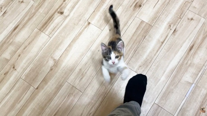 左足（黒い靴下）と子猫