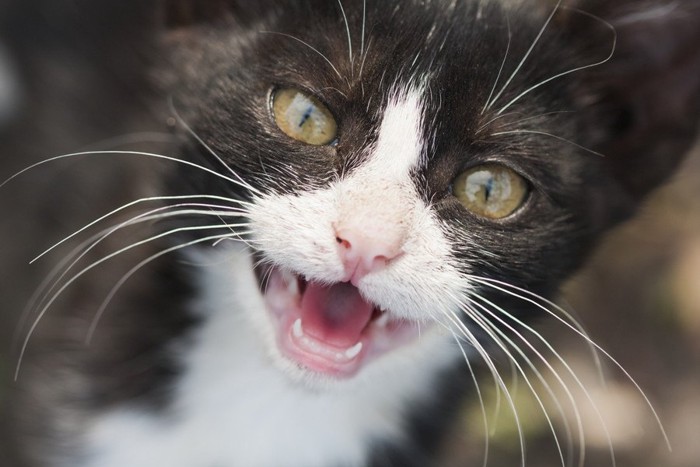 鳴く子猫