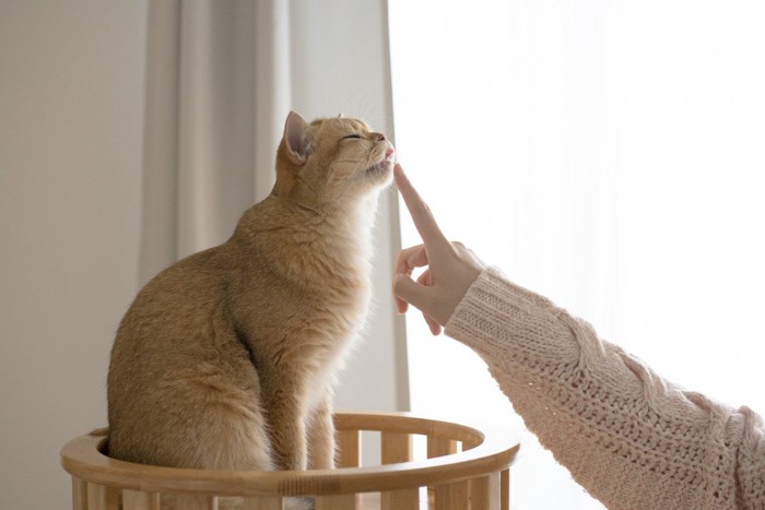 猫の顔をつつく女性