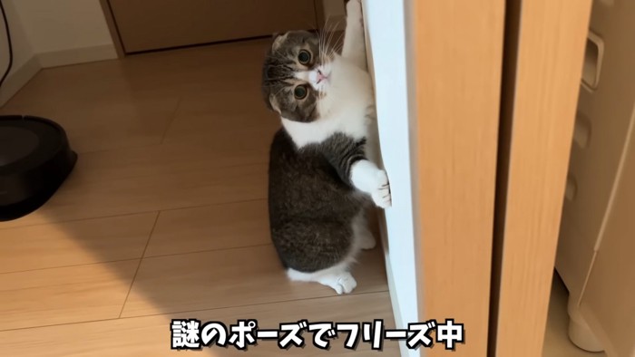 壁に前足おついて立つ猫