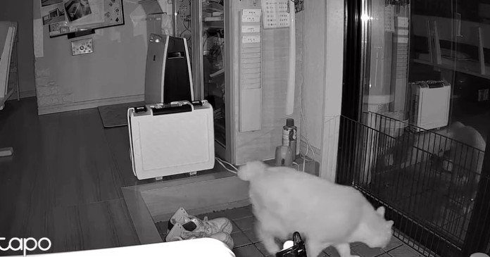 暗視カメラ、立ち去る猫