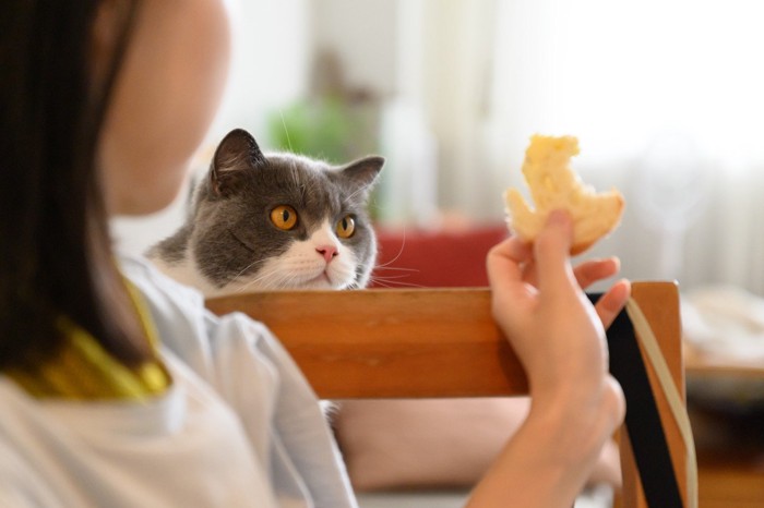 猫にパンを見せる女性