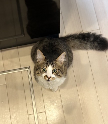 飼い主さんを見つめるほたてくん