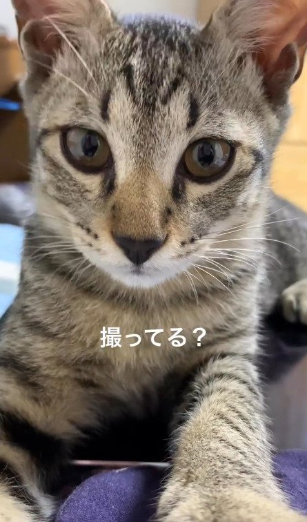 飼い主に撮ってるか聞く猫