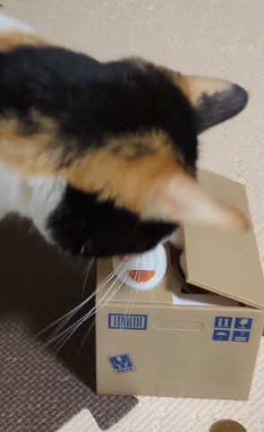 ダンボール型の貯金箱の中に前足を入れる猫