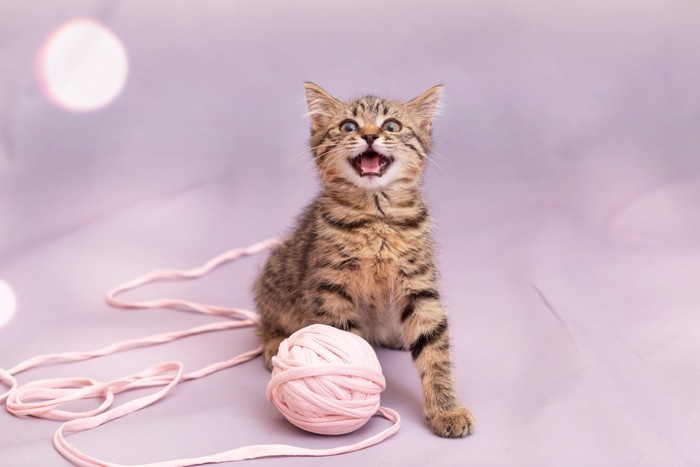 紐で遊びたくて鳴く猫