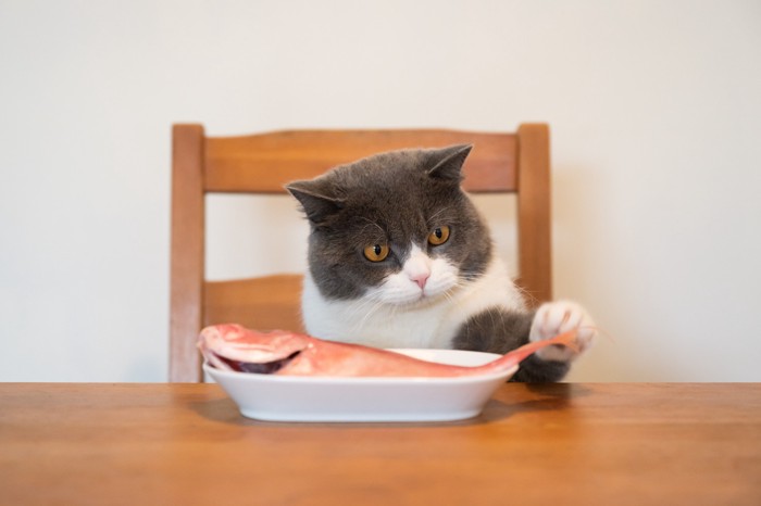 テーブルについて興味津々で魚に触ろうとしている猫
