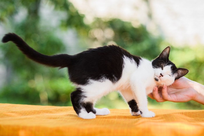撫でられて嬉しそうな猫