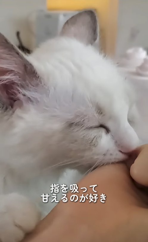 飼い主の手を吸っている子猫