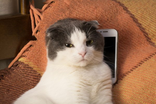 スマホの上で寝る猫