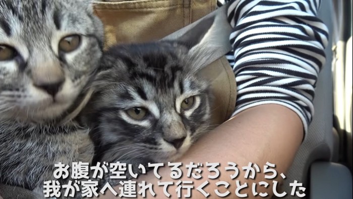 救出された2匹の子猫