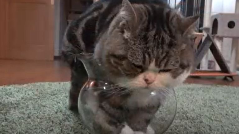 足を金魚鉢に入れている猫