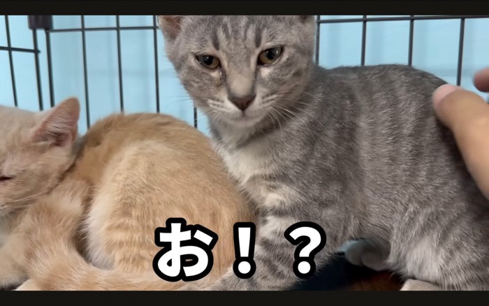 見る猫