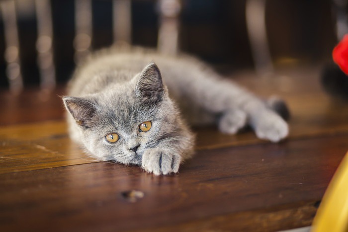 寝そべるロシアンブルーの子猫