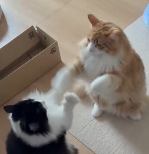 お互いの前足で相手の前足を振り払う2匹の猫