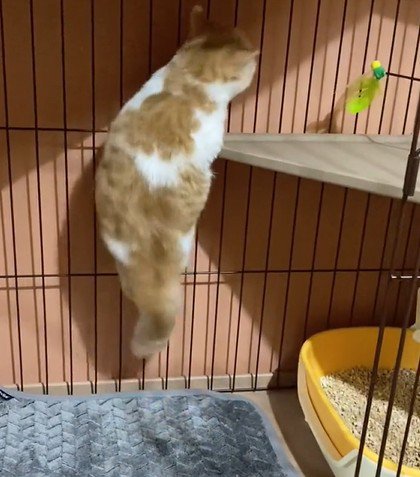 フェンスをよじ登る猫