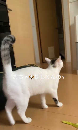 お兄ちゃんを探してあちこちを眺める