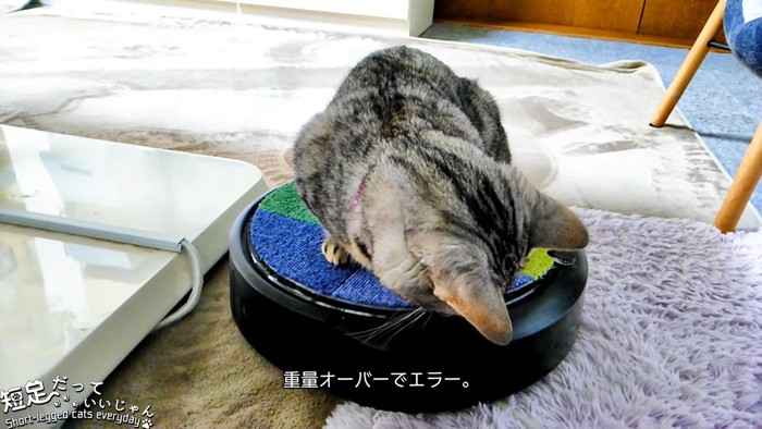 下を見る猫