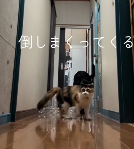 大型犬の前を三毛猫が歩いている