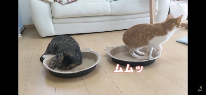 爪とぎの上に乗る猫二匹