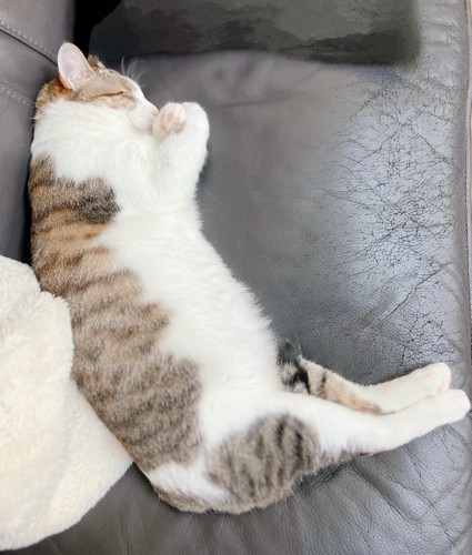 横向きで寝る猫
