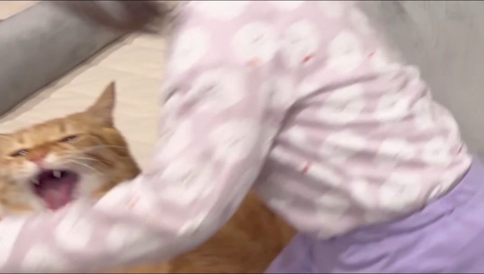 笑顔で女の子と追いかけっこする猫