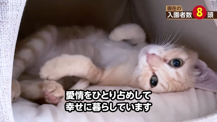 猫ベッドの中にいる子猫